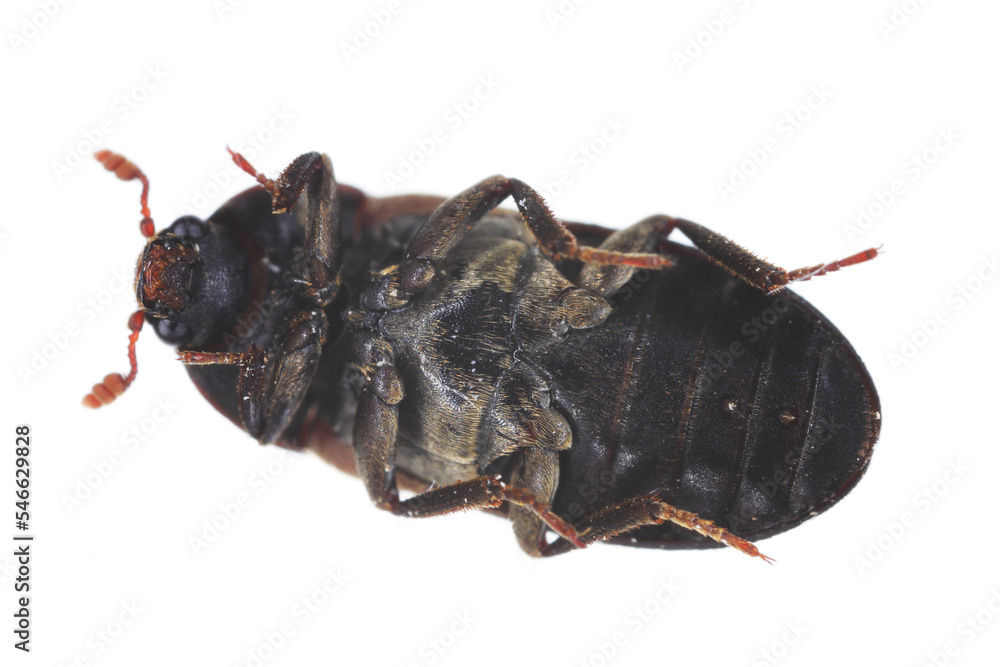 Dermestes lardarius, commonly known as the larder beetle from the