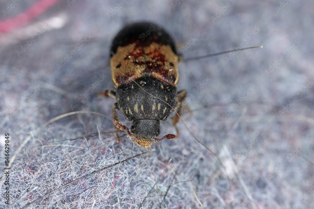 Dermestes lardarius, commonly known as the larder beetle from the