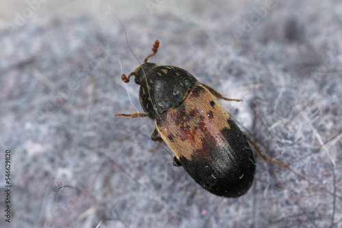 Dermestes lardarius, commonly known as the larder beetle from the family Dermestidae a skin beetles. photo