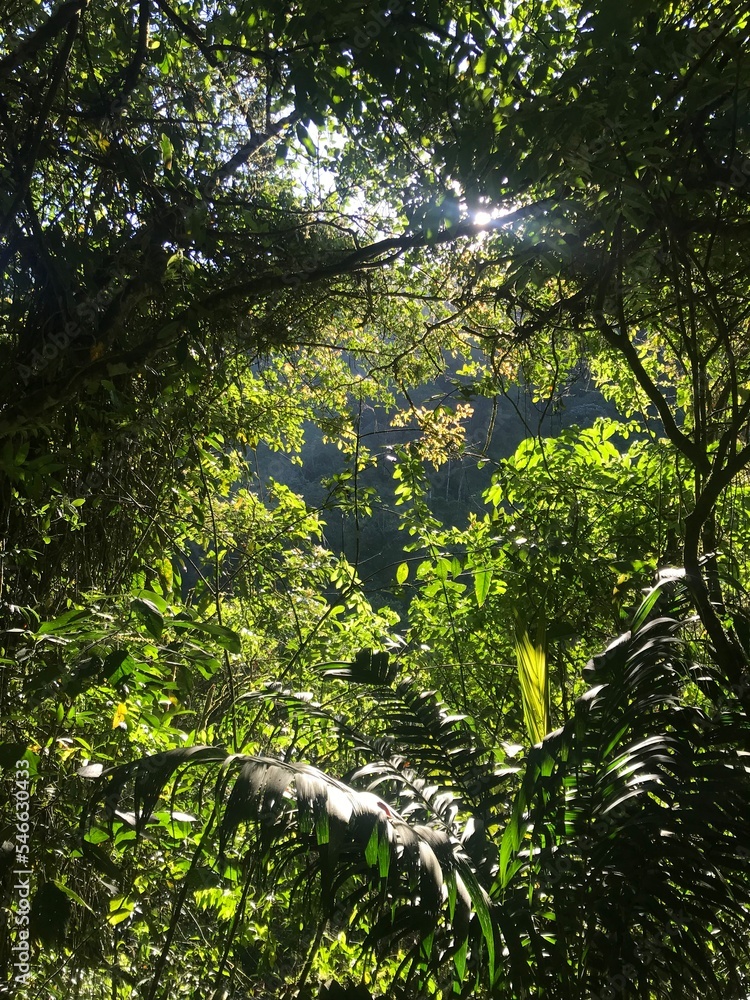 Fototapeta premium sun shining through the trees