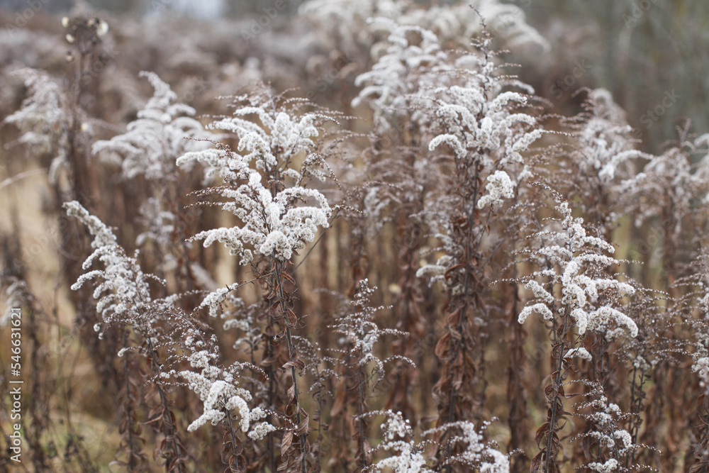 Fototapeta premium Dry soft flowers in the field on beige background.
