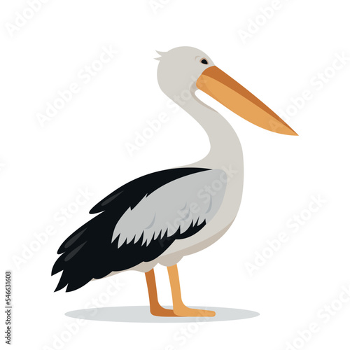 Graceful white pelican bird isolated on white background. Pelican icon. Birdwaching and Nature concept Vector flat or cartoon illustration. photo