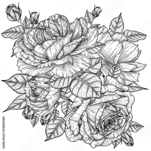 Vector illustration of graphic linear rose flowers, buds and leaves	
