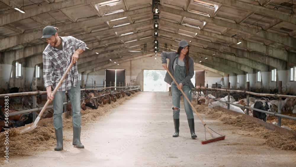 Caucasian young family couple working in own animal farm using tools and speaking. Cheerful village workers cleaning in goat barn while having nice talk and smiling. Rural life. Coworkers clean stable Caucasian young family couple working in own animal farm using tools and speaking. Cheerful village workers cleaning in goat barn while having nice talk and smiling. Rural life. Coworkers clean stable
