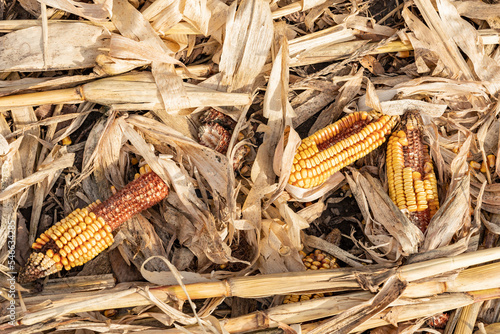 Corn cobs and kernels on the ground in a field left after harvest.