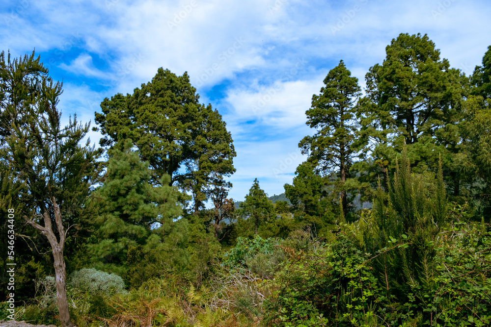 Teneriffa - La Orotava eine Wanderung von La Caldera - Aguamansa nach Pinolere herrliche Gebirgs- und Felsformationen wie die Los Organos. Teneriffa - La Orotava eine Wanderung von La Caldera - Aguamansa nach Pinolere herrliche Gebirgs- und Felsformationen wie die Los Organos.