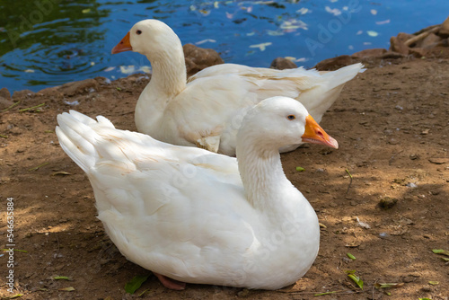 White Pekin in their natural habitat. Domestic ducks laying around a pond. © Samith