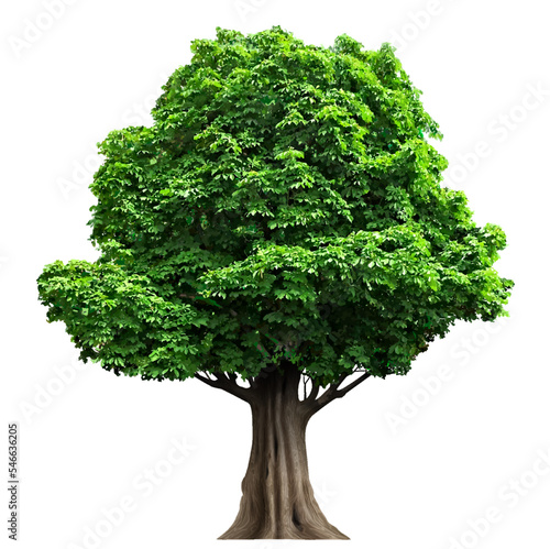 Foto Realistic fairy old oak tree in vector
