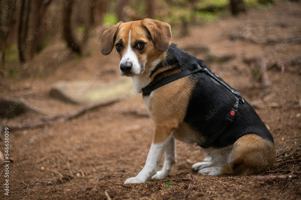 a cute beagle dog sits in a forest in the mountains