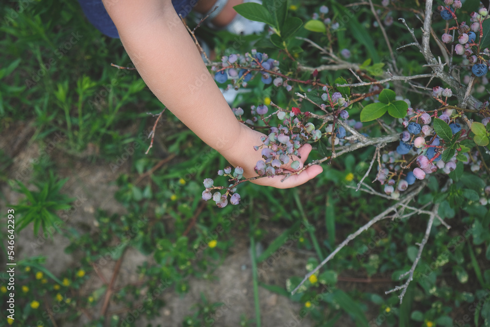 Cropped hand of boy picking blueberries at farm Cropped hand of boy picking blueberries at farm