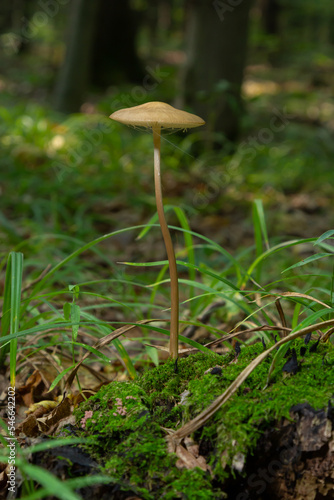 Edible mushroom Hymenopellis radicata or Xerula radicata on a mountain meadow. Known as deep root mushroom or rooting shank. Wild mushroom growing in the grass photo