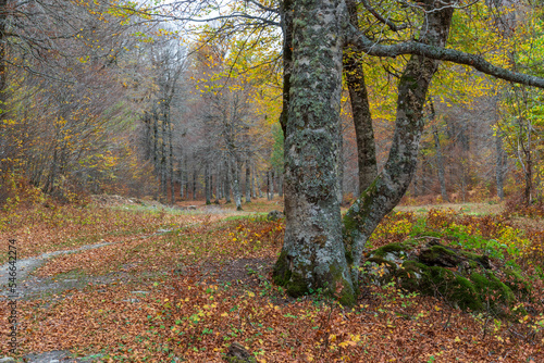 Gorgeous autumn beech forest in Gamueta forest, Aragonese pyrenees, Huesca province, Spain photo