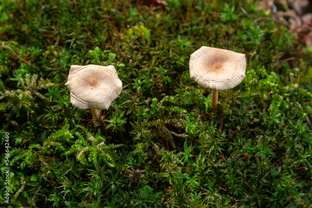 Oak-loving Collybia Gymnopus dryophilus, Untergroningen, Abtsgmuend ea background of green moss Oak-loving Collybia Gymnopus dryophilus, Untergroningen, Abtsgmuend ea background of green moss