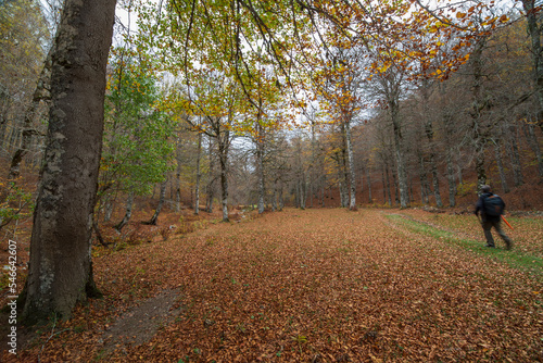 Gorgeous autumn beech forest in Gamueta forest, Aragonese pyrenees, Huesca province, Spain © ANADEL