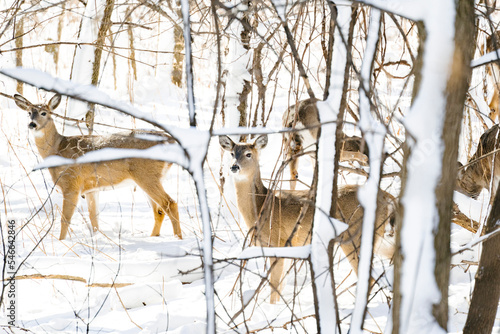 A herd of white-tailed deer look into the distance on a snowy day photo