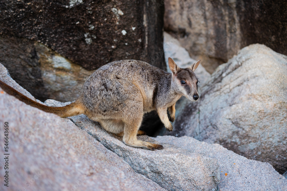 Wild wallaby on a rock in Magnetic Island, Queensland, Australia