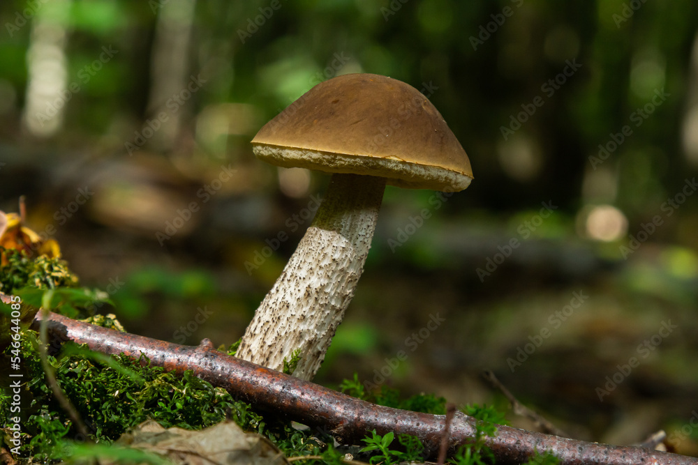 Fototapeta premium Leccinellum pseudoscabrum mushrooms in the summer. Mushrooms growing in the forest