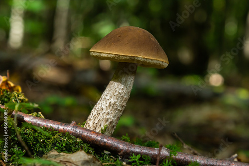 Leccinellum pseudoscabrum mushrooms in the summer. Mushrooms growing in the forest