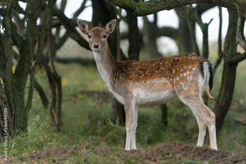 Fallow deer  Dama dama  in a dark forest. Amsterdamse Waterleidingduinen in the Netherlands. National Animal of Antigua and Barbuda. Forest background.                                                 