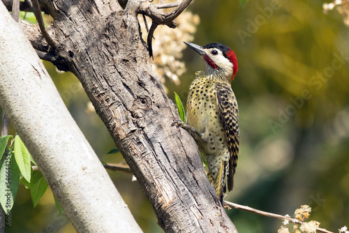 A  Green-barred woodpecker also know as Pica-pau or Carpintero perched on the branch. Species Colaptes melanochloros. Birdwatching. Birding. Bird lover. © Fernando Calmon