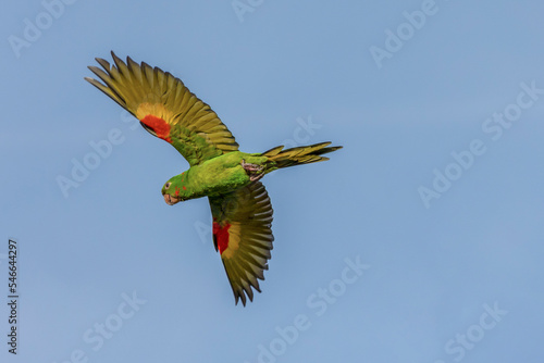 The flight of the White-eyed Parakeet also know Maritaca. Species Psittacara leucophthalmus. Colored feathers. Animal world. Bird lover. birding. Birdwatcher. photo