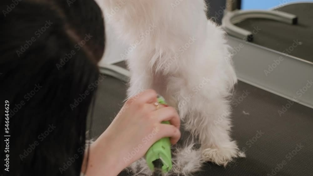 Close-up of a woman trimming a small a dog Bichon Bolognese with an electric hair clipper. Close-up of a woman trimming a small a dog Bichon Bolognese with an electric hair clipper.