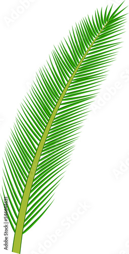 tropical palm leaves collection