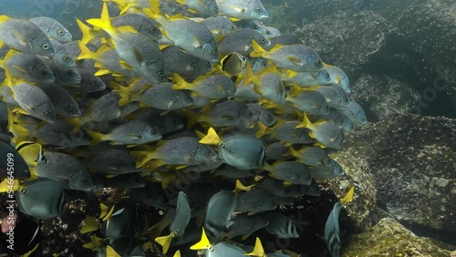 Beauteous deep ocean view of a group of yellow tailed grunt fish.