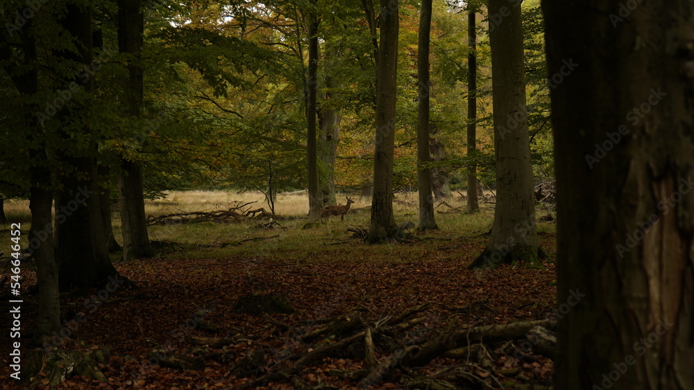 Fototapeta premium Deers in the park, forest