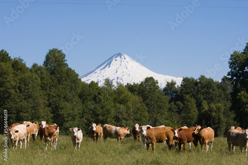 A herd of cows in front of Volcan Llaima in the Andes mountains of Chile in South America photo