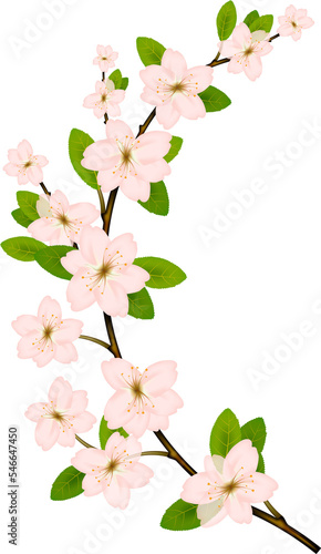 Blooming branch with pink spring blossom.