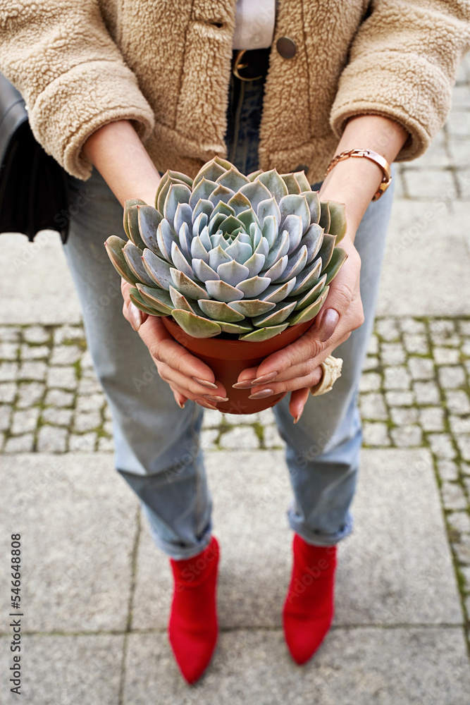 Young woman holding a flower pot with purple sempervivum succulent plant in a street flower shop.