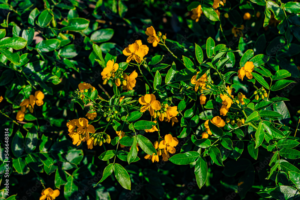 Fototapeta premium yellow flowers in the garden