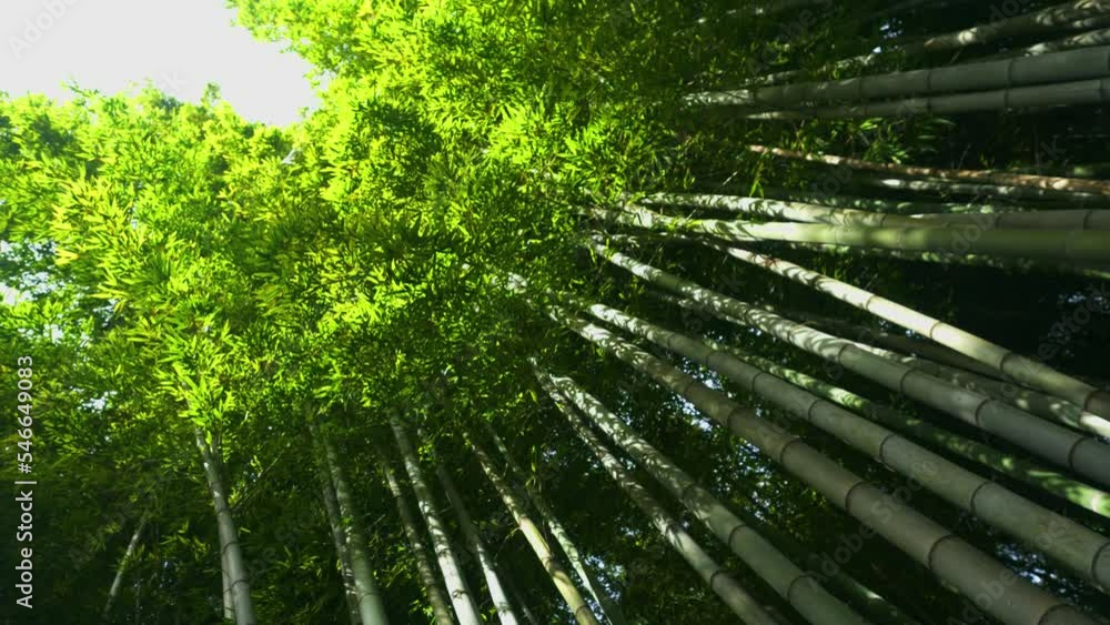 Green bamboo forest, renewable sustainable energy resource. Bamboo grove. tropical and alpine climatic zones of Africa, Asia, and America. Evergreen grass used for food, shelter, and medicine Green bamboo forest, renewable sustainable energy resource. Bamboo grove. tropical and alpine climatic zones of Africa, Asia, and America. Evergreen grass used for food, shelter, and medicine