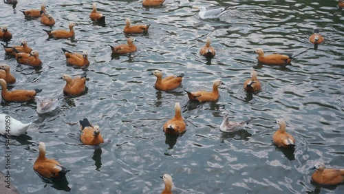 Wild ducks and swans swim in the zoo's lake. Birds are waiting for food that visitors throw into the water. People give food to birds photo