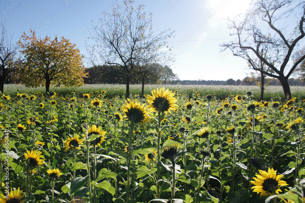 Ein Sonnenblumenfeld im Herbst mit zahlreichen gelben Blüten Ein Sonnenblumenfeld im Herbst mit zahlreichen gelben Blüten