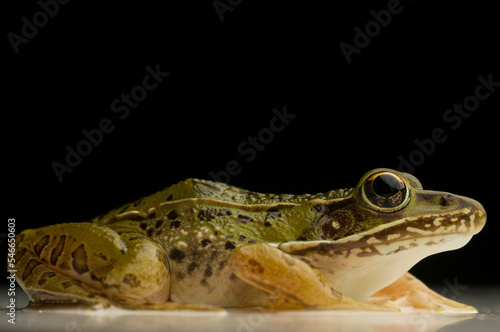 Southern Leopard Frog Rana sphenocephala (Rana utricularia) photo