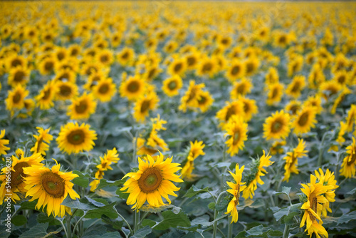 Sunflowers in foreground in focus with sea of sunflowers behind in southern France. photo