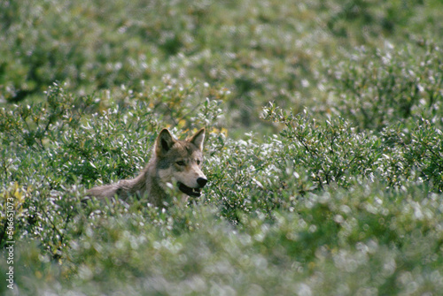 Gray wolf (Canus lupus) in Denali National Park photo