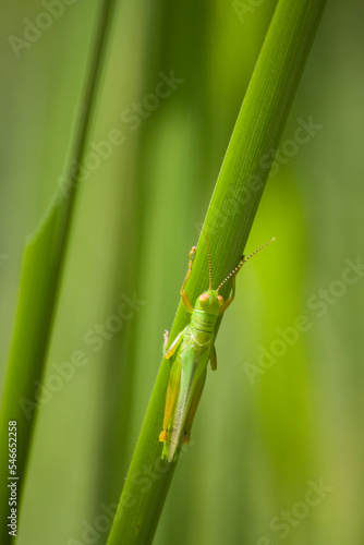 A green grasshopper in Roya Chitwan National Park, Nepal. photo
