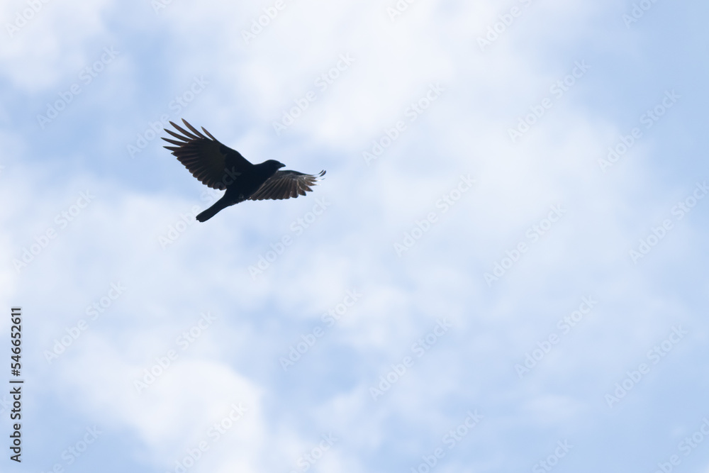 I really love this picture of this black crow flying through the sky. This to me is a picture of freedom and relaxation as this beautiful bird soars through the air. This avian has his wings out. I really love this picture of this black crow flying through the sky. This to me is a picture of freedom and relaxation as this beautiful bird soars through the air. This avian has his wings out.