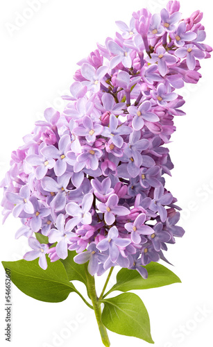 Foto Branch of lilac flowers isolated. Lilac flowers.
