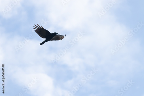 I really love this picture of this black crow flying through the sky. This to me is a picture of freedom and relaxation as this beautiful bird soars through the air. This avian has his wings out. © Larry