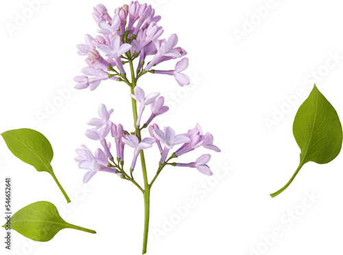 Branch of lilac flowers isolated. Lilac flowers with leaves. © Tatyana Sidyukova