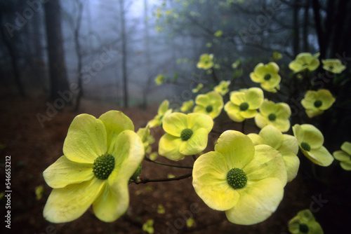 A Dogwood tree blooms out of the mist in the San Bernadino Mountains, California. photo