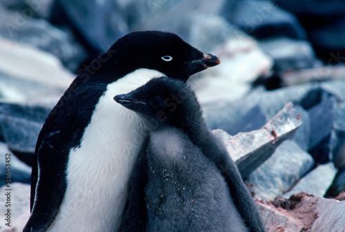 Adelie penguin mother and child, Paulet Island, Antarctica photo