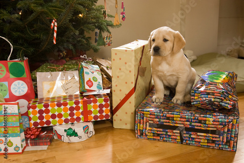 A puppy sits amongst Christmas presents, Lovell, Maine. photo