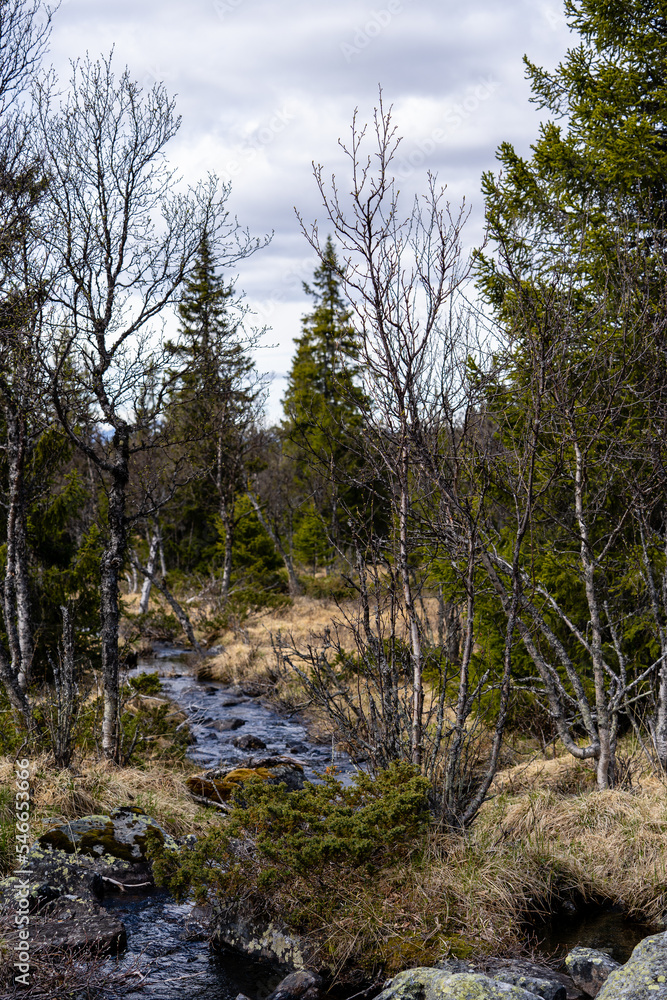 a small mountain stream with blue clear water where along the edge there is dry grass and bushes with junipers and firs in between a small mountain stream with blue clear water where along the edge there is dry grass and bushes with junipers and firs in between