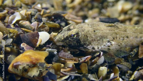 Risso's dragonet (Callionymus risso) on the seabed covered with shells, then it leaves the frame, close-up. photo