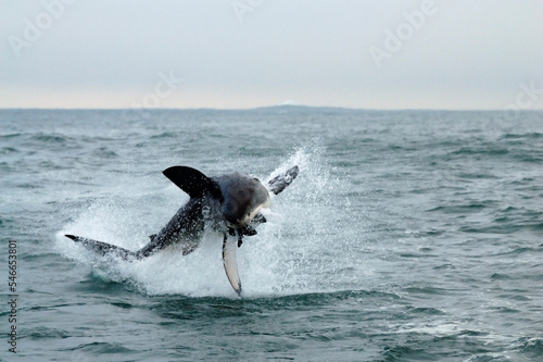 A great white shark breaching out of the water grabbing a seal in the False Bay off the coast of South Africa photo